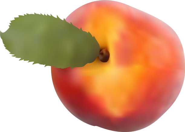 桃果孤立在白色背景上图片下载