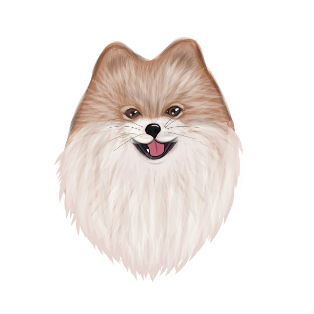 波美拉尼亚的猎犬小狗图片下载