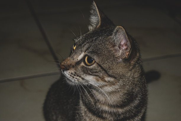 家猫(宠物)在日常生活中的可爱样子图片下载