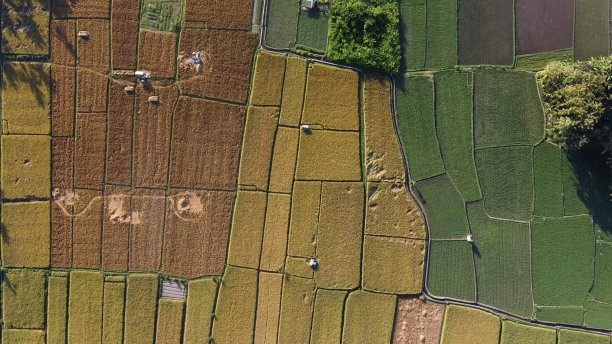 稻田鸟瞰图图片下载