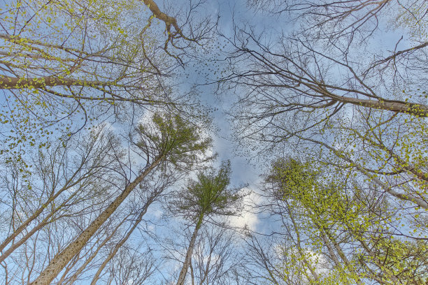在森林里仰望树梢和天空的照片。图片下载