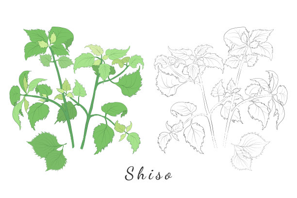 手绘紫苏图片图片下载