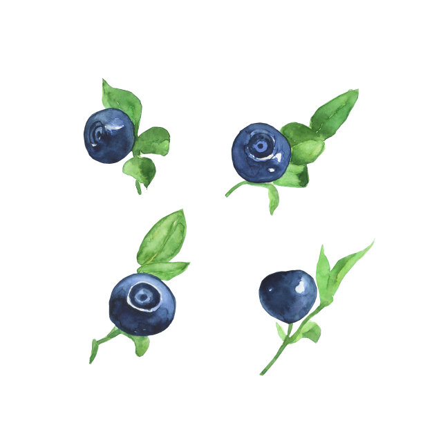 在白色背景上孤立的树枝上的蓝莓。夏季食物的水彩手绘插图。越桔属植物，绿叶。完美的卡片，横幅，封面，海报。剪辑艺术。图片下载