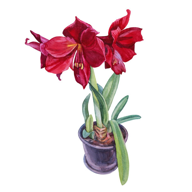 水彩花束植物红色百合与绿色叶子在盆中孤立在白色的背景。手绘植物插图贺卡，庆祝，婚礼，生日，墙纸，包装，纺织品，礼物图片下载