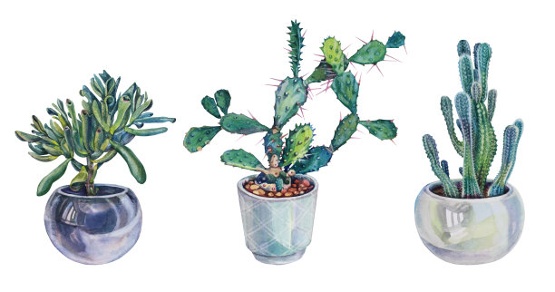在盆中设置绿色水彩植物，多肉的扁桃、仙人掌、仙人掌孤立在白色的背景上。手绘植物对象贴纸，花店，墙纸，纺织品，速写本，包装图片下载
