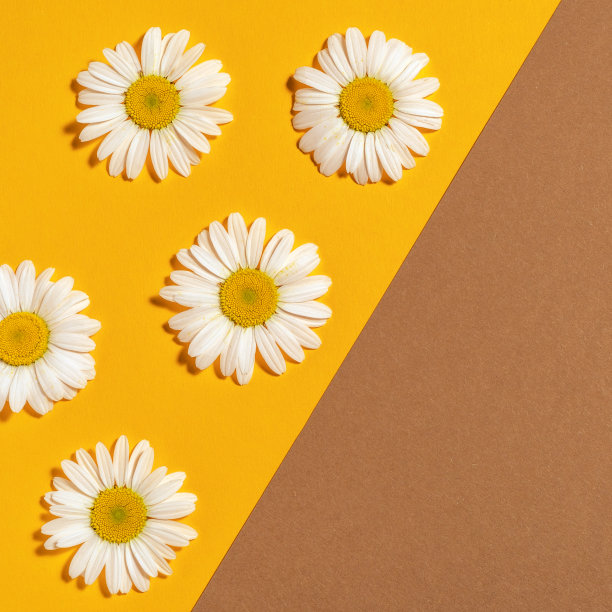 明亮的背景与甘菊。黄色背景上的黛西。平躺图片下载