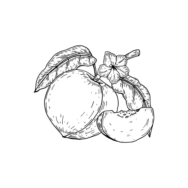 手绘整个桃子水果和切片孤立在白色的背景。矢量插图在素描风格。设计元素包装，标签，海报，印刷，菜单图片下载