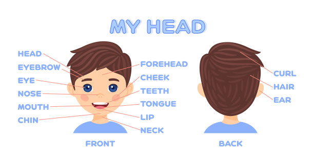 我的脸和漂亮的卡通男孩。前和后视图头。为教育孩子的词汇和解剖学的工作手册海报。扁平卡通色彩风格。白色背景。矢量插图。图片下载
