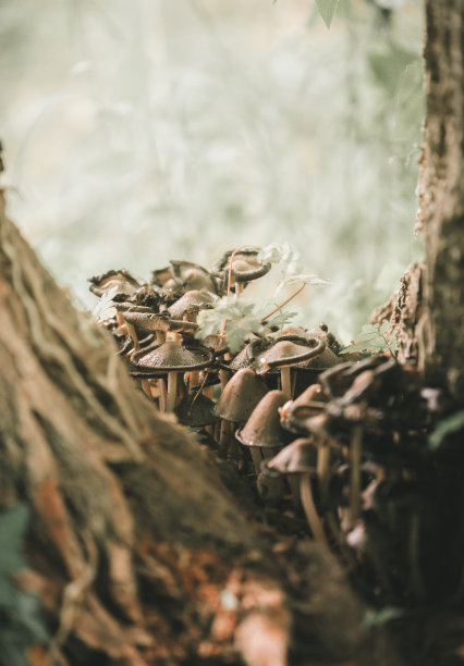 近距离观察在金色阳光下的野生蘑菇，近距离观察林间空地上的真菌图片下载