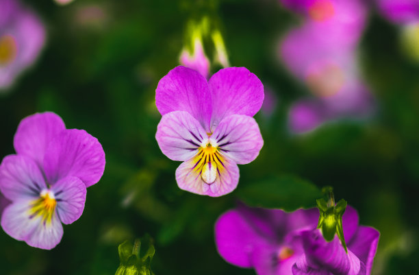 有紫色、粉红色和黄色三色堇，色彩鲜艳，色调自然，夏季三色堇紫罗兰花，模糊的散景背景图片下载