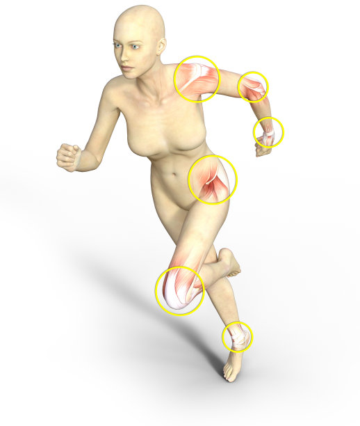 人体的关节是一种解剖结构，它保持两个或多个骨表面的连接，通过结缔组织相互连接图片下载