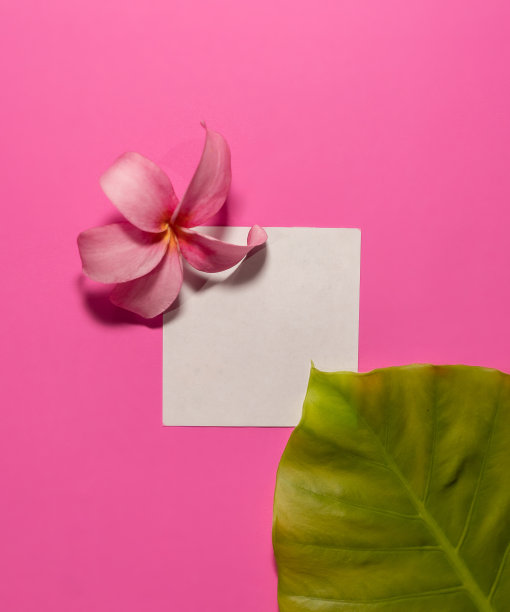 顶视图的绿色热带怪物叶和粉红色明亮的背景上的针花。平的。最小的夏季概念与热带树叶。创意文案与纸框。图片下载