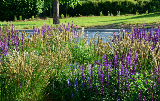 多年生床在街道种植。杂色丰富的草原，顽强的花朵像草地一样盛开。灰色的混凝土联锁人行道图片下载