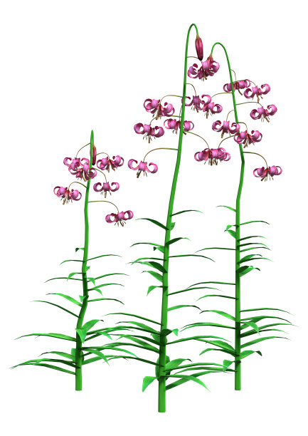 3D插图百合martagon花在白色图片下载
