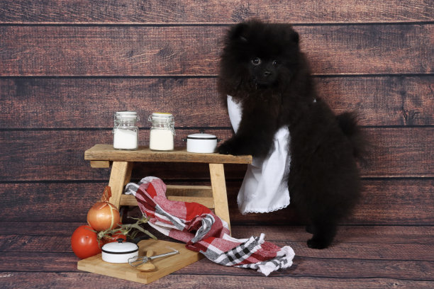 厨师烹饪的狗图片下载