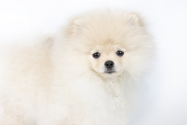 博美犬孤立在白色背景上图片下载