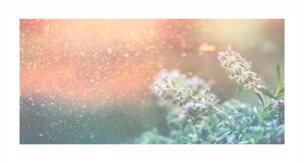 盛开的百里香在日落。夏季自然横幅背景。室内相框照片海报。用于烹饪和民间医药的辛辣芳香药草图片下载