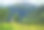 夏日里，一群棕色的牛在阿尔卑斯草甸的新鲜山地牧场上吃草。奥地利。图片下载