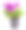 花盆里的紫色矮牵牛花。图片下载