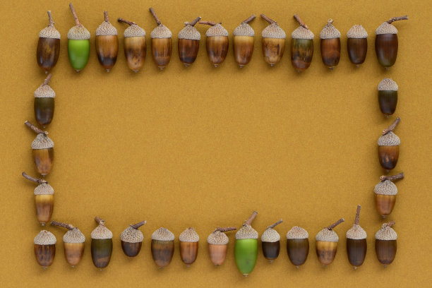 棕色背景上的橡子的画框。图片下载