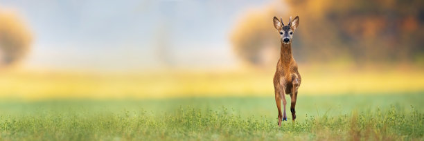 小狍子跃进并从前面的视野接近图片下载