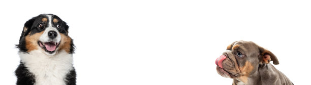 不同纯种狗的照片孤立地坐在白色的工作室背景。拼贴画图片下载