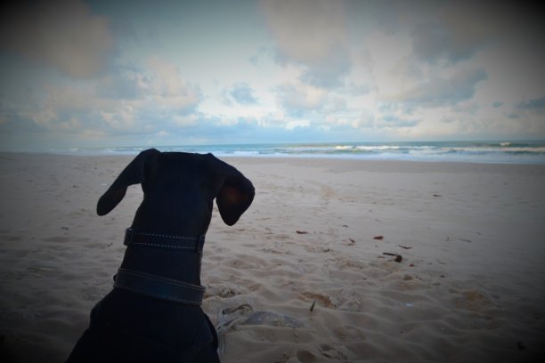杜宾犬望着大海图片下载