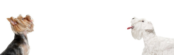 两只狗孤立地坐在白色的工作室背景上。拼贴画。传单。图片下载