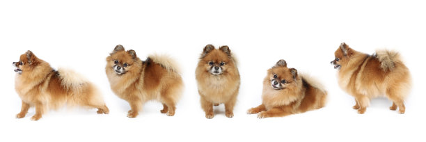 一群狗的旗帜图片下载