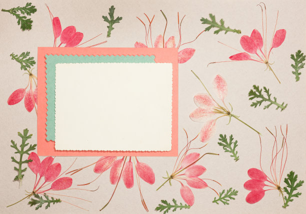 旧相册里的一页。醉蝶花属,花蜘蛛。剪贴簿元素装饰的叶子，花和花瓣花。贺卡，请柬和祝贺。用于剪贴簿，问候图片下载