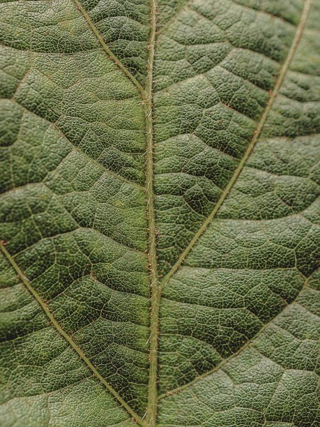 我是leaf图片下载