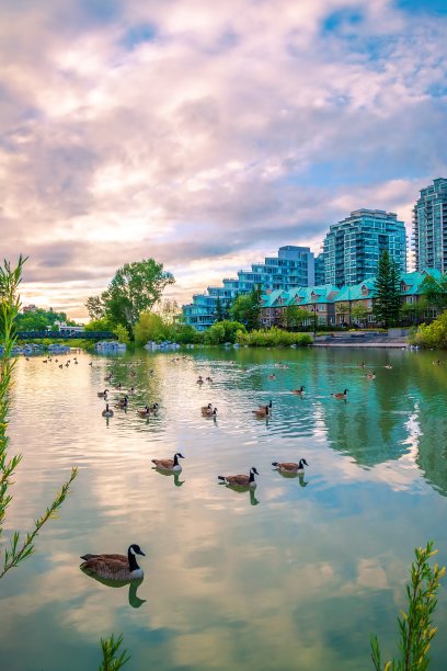 一群鹅在日出时浮在水面上图片下载