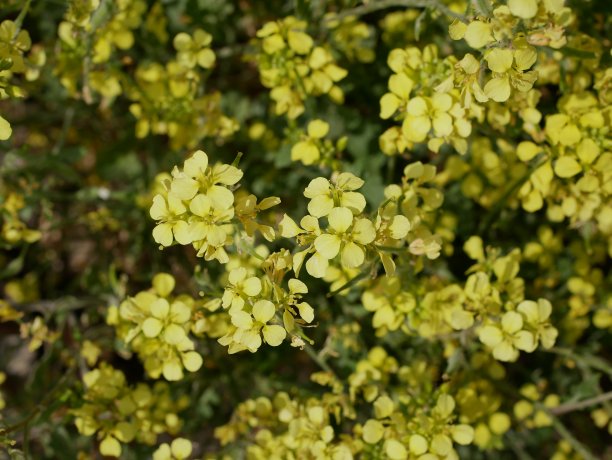在一个阳光明媚的夏日，草地上开着黄色的小芥末花。十字花科植物一种在自然条件下的十字花科农业植物为素食者准备的调味品。图片下载