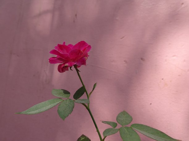 粉色玫瑰图片下载