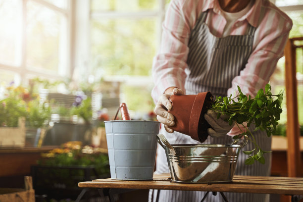 阳台上的围裙内雌鼠再植小灌木图片下载