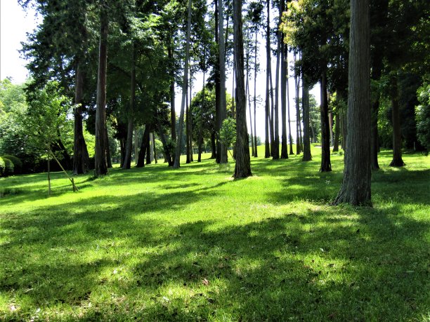 日本。五月林中空地图片下载