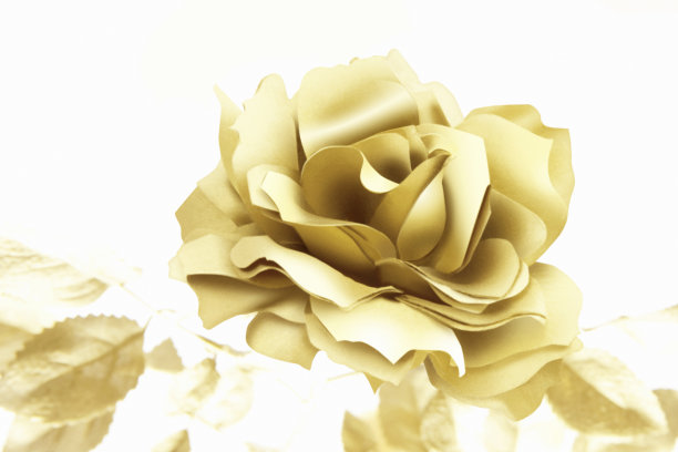 金玫瑰图片下载