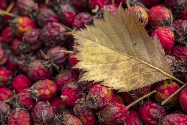 山楂浆果和树叶图片下载