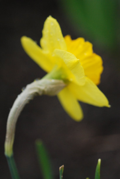 一个小美人回头看-水仙花图片下载