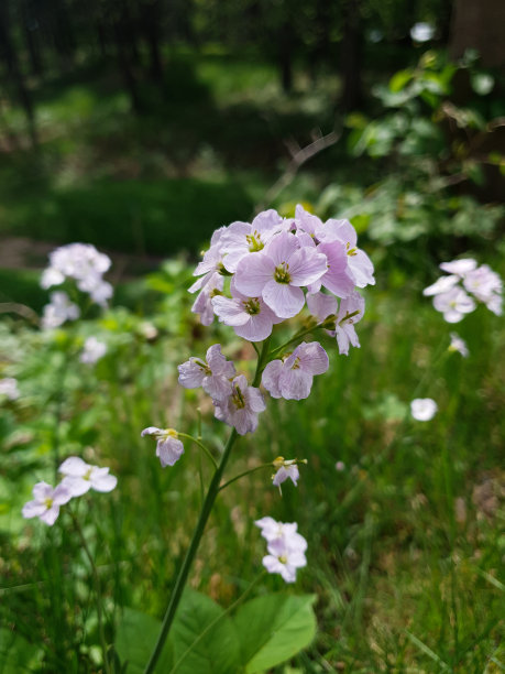 特写的白花酢浆草图片下载