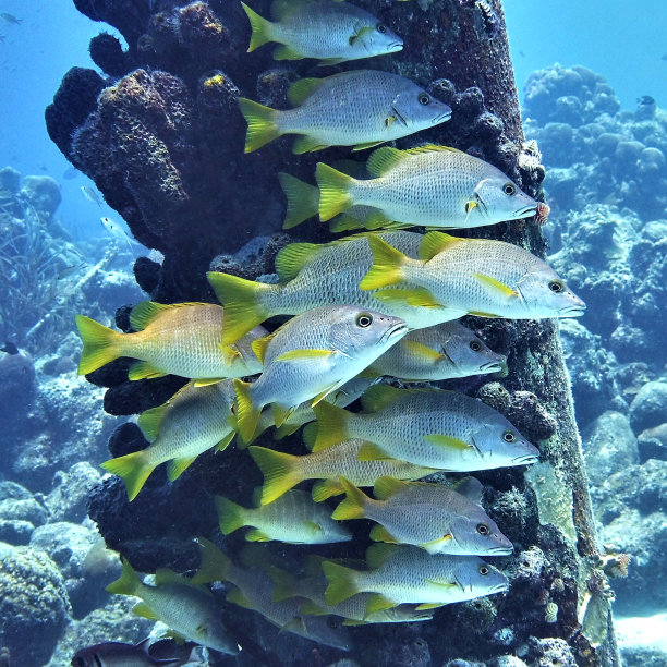 黄鳍鱼图片下载