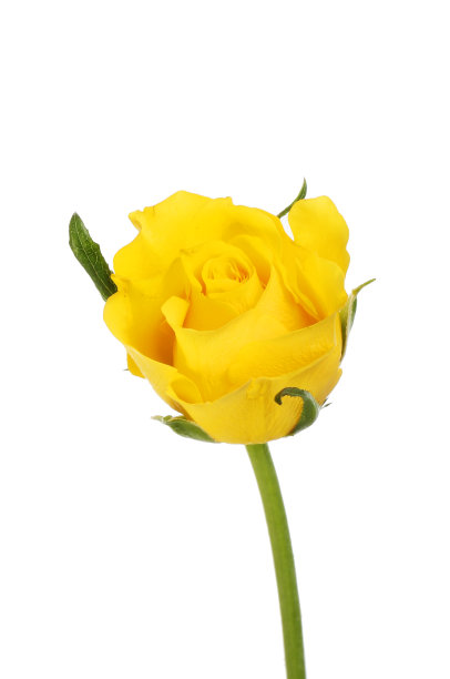 黄玫瑰图片下载