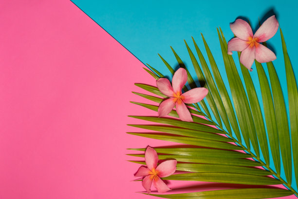 夏季热带成分。绿色的热带棕榈树叶子和粉红色的花在明亮的蓝色和粉红色的背景。平铺，俯视图，拷贝空间。创意背景食物、水果图片下载