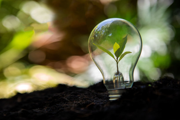 节能环保。树木生长灯泡，节约生态能源自然。生态与科技概念图片下载