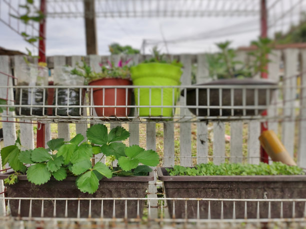 园艺植物图片下载