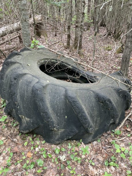林地场景中的大轮胎。图片下载