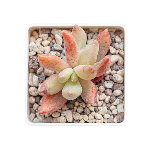 鲜亮的橘色多汁美洲菊科植物在锅中，俯视图图片下载