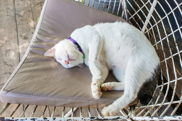 白色的猫可爱的宠物睡在椅子与阴影和室外棕色木地板背景图片下载