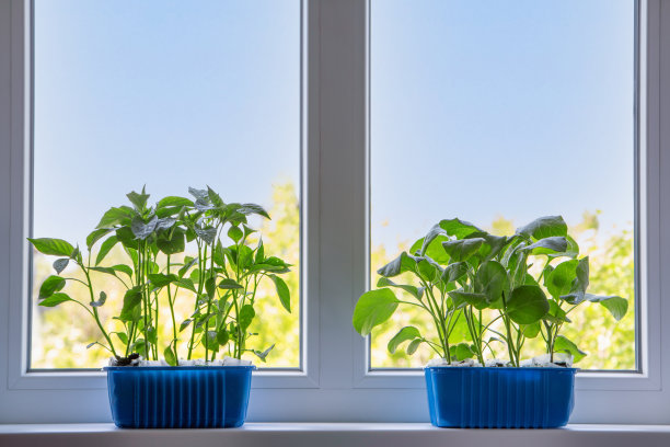 蔬菜苗、甜椒和茄子放在窗台上的托盘里。地上长着新芽。图片下载