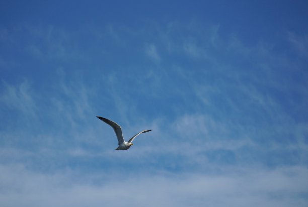 孤独的海鸥，海鸥鸟，蓝天白云。大海或海洋的好画面。图片下载